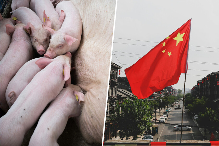 vender más cerdos en China