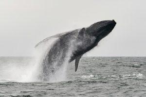 el pis y los excrementos de las ballenas