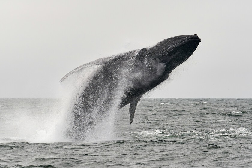 el pis y los excrementos de las ballenas