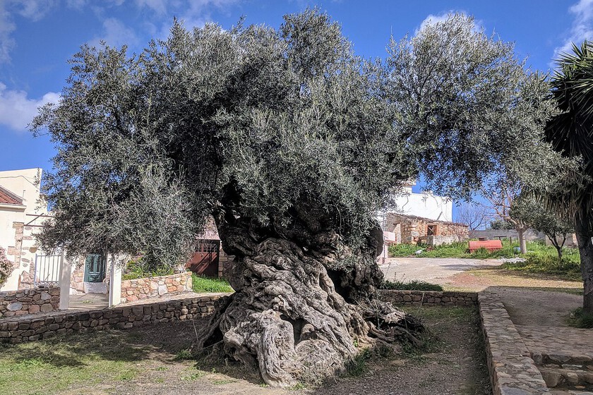 Sabíamos que los olivos eran árboles muy viejos. Lo que no imaginábamos es que llegaran a los 4.000 años de edad