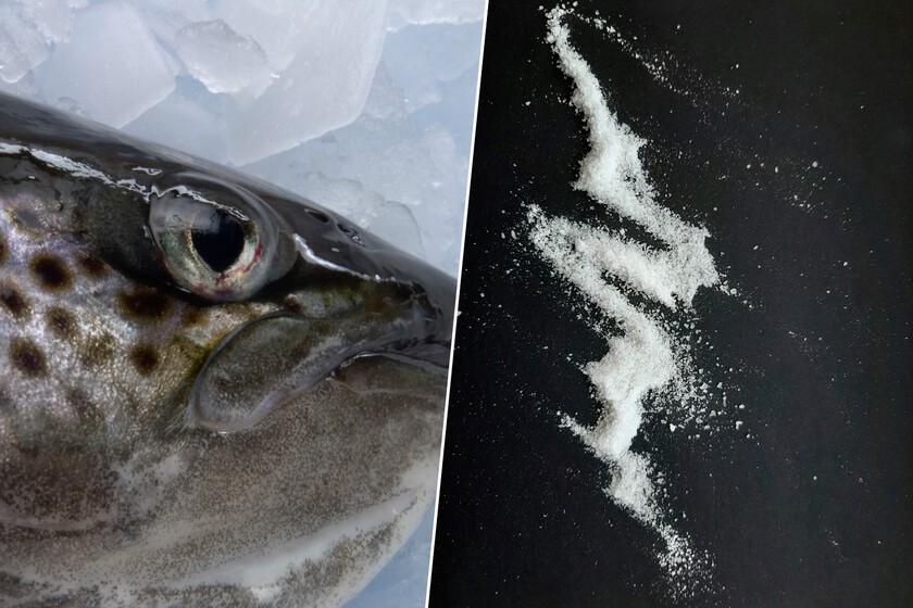 Estamos drogando a los salmones con cocaína y ansiolíticos. Y eso está provocando que se comporten de forma extraña