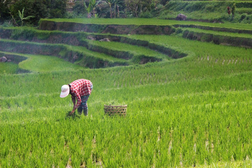 Llevamos años leyendo sobre el peligro del arsénico en el arroz. Tanto que corremos el riesgo de no creernoslo en el peor momento posible