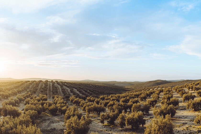 En los próximos meses, Jaén va a controlar la comercialización mundial de aceite de oliva. No le va a servir de nada