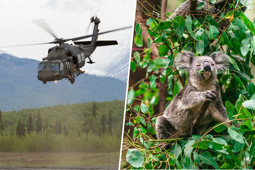 Australia ha ejecutado a 750 koalas con francotiradores subidos a helicópteros. Aunque no lo parezca, fue por su bien