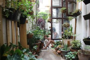 Las plantas se han convertido en las nuevas mascotas. Tanto que hasta las enterramos en el jardín cuando mueren