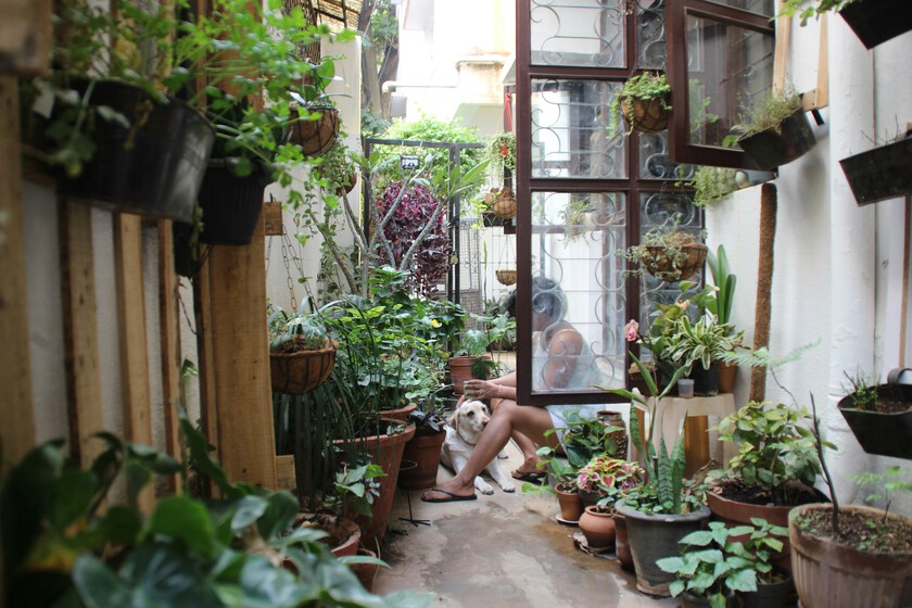 Las plantas se han convertido en las nuevas mascotas. Tanto que hasta las enterramos en el jardín cuando mueren