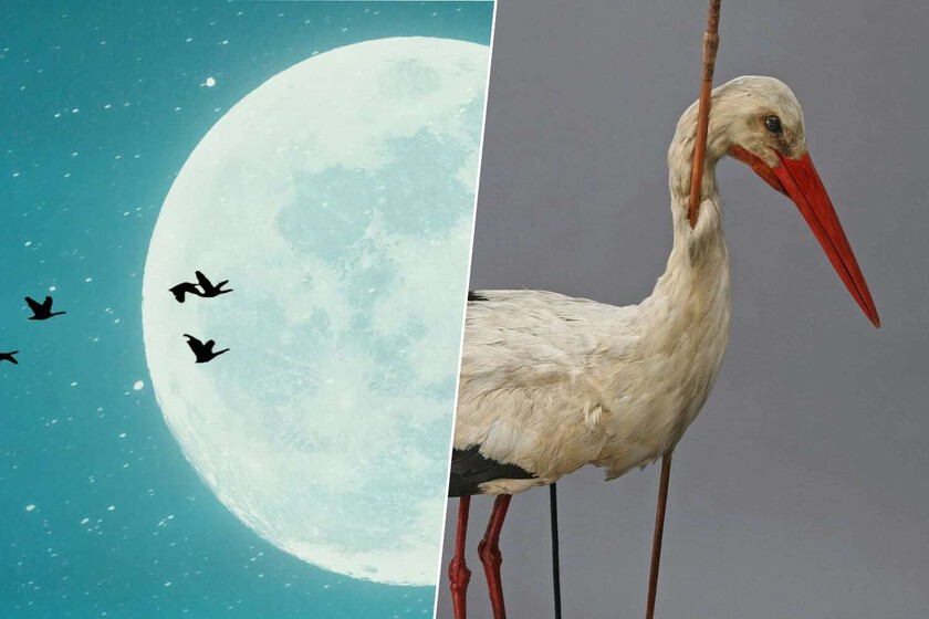 Hubo un tiempo en el que creímos que las aves migraban a la Luna. Hasta que una flecha lanzada en África cayó en Alemania