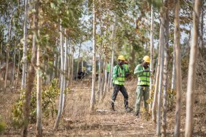Apple no sabe cómo cumplir sus objetivos medioambientales, así que han empezado a plantar árboles a lo loco