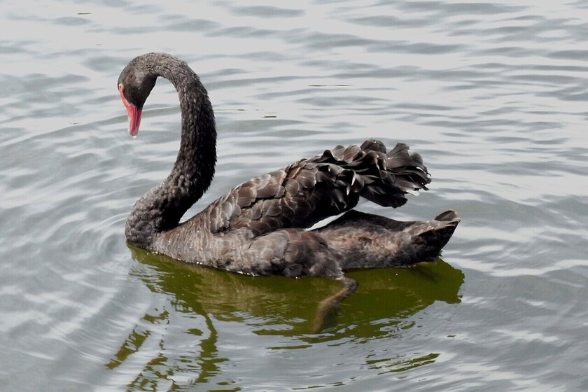 cisnes negros. Este apagón es candidato a serlo