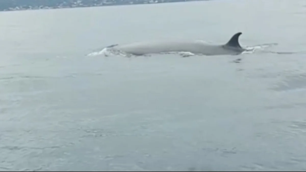 Reportan avistamiento de ballenas sardineras en La Guaira