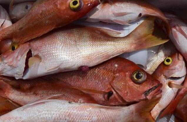 Producción pesquera de Venezuela supera las 300 mil toneladas anuales