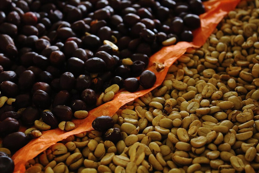 El café de especialidad es caro y hay algo que lo encarece más aún: quitarle la cafeína