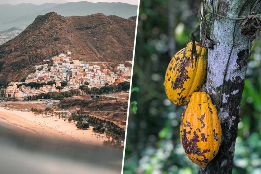 En plena crisis del cacao mundial, en las islas Canarias han tenido una idea: cultivarlo ellos mismos