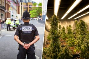 En Inglaterra hay policías que se están dedicando al cultivo de marihuana. Su objetivo es simple: que se cumpla la ley
