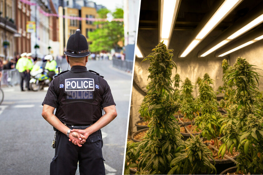 En Inglaterra hay policías que se están dedicando al cultivo de marihuana. Su objetivo es simple: que se cumpla la ley