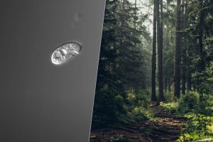 Hace mil millones de años la simbiosis entre dos células creó un reino nuevo en la naturaleza. Estamos intentando replicar el encuentro