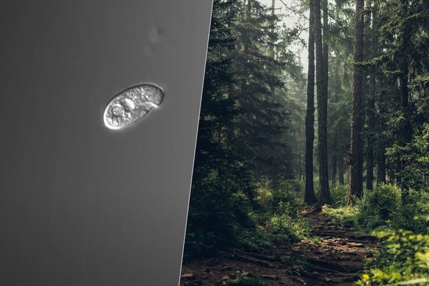 Hace mil millones de años la simbiosis entre dos células creó un reino nuevo en la naturaleza. Estamos intentando replicar el encuentro