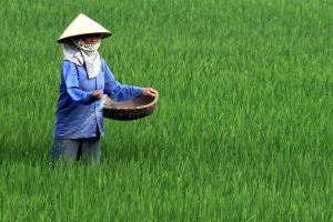 Japón acudió a Corea del Sur como medida desesperada por la falta de arroz. Ni siquiera así han solucionado una emergencia nacional