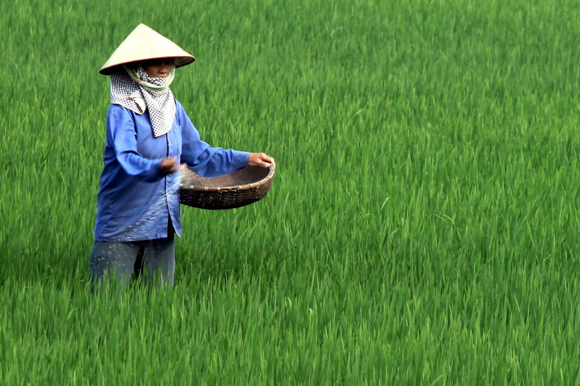Japón acudió a Corea del Sur como medida desesperada por la falta de arroz. Ni siquiera así han solucionado una emergencia nacional